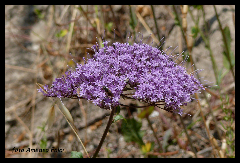 Trachelium caeruleum / Trachelio coltivato